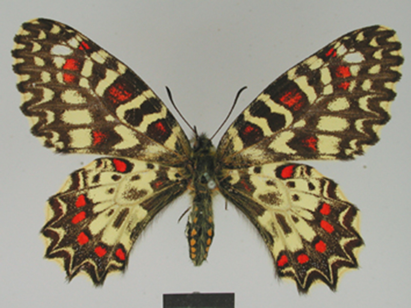 Butterflies from the OpenUp! project