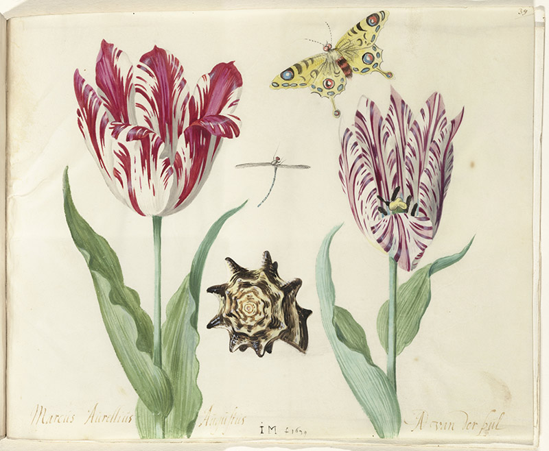 Natural History Art from the Rijksmuseum in Amsterdam (Netherlands)